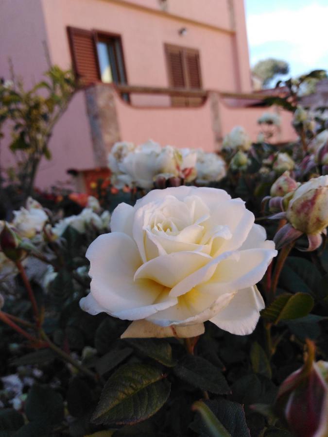 The Roses Garden Bed and Breakfast La Maddalena  Eksteriør billede